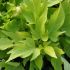 Ipomoea batatas 'Light Green Heart''