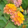 Lantana camara 'Alleluya'