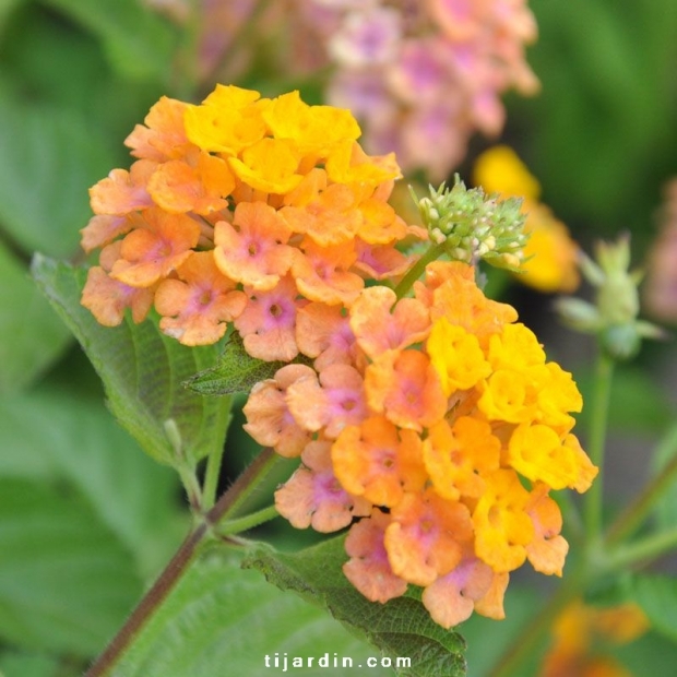 Lantana camara 'Alleluya'