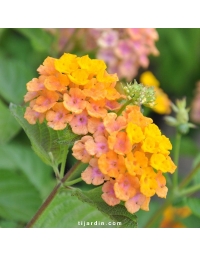 Lantana camara 'Alleluya'