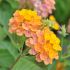 Lantana camara 'Alleluya'