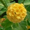 Lantana camara 'Aloha'