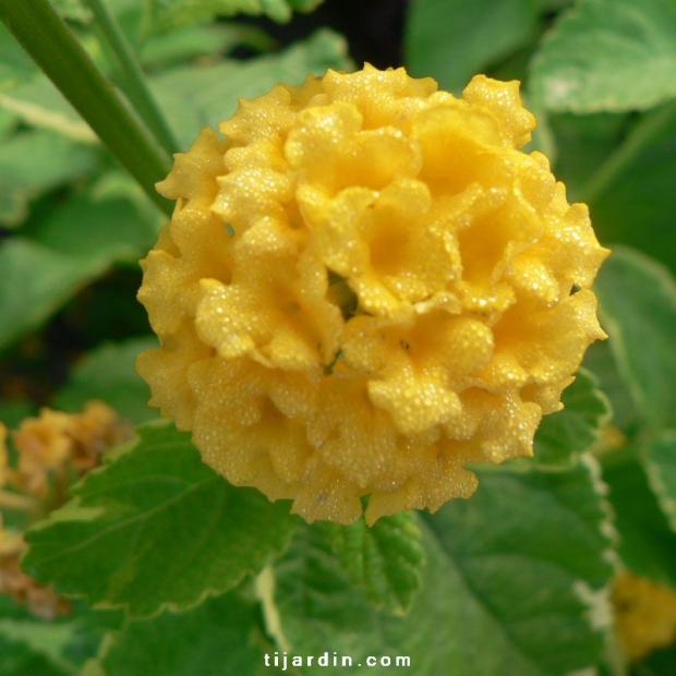 Lantana camara 'Aloha'