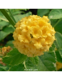 Lantana camara 'Aloha'