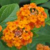 Lantana camara 'Ambré'