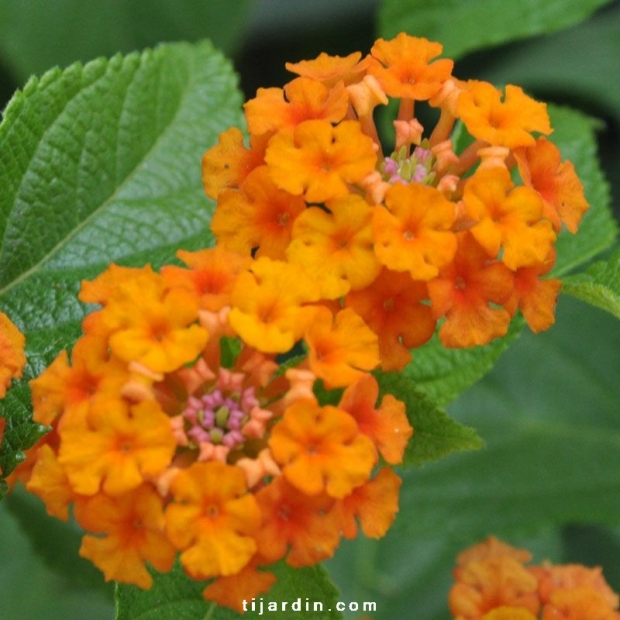 Lantana camara 'Ambré'