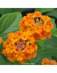 Lantana camara 'Ambré'