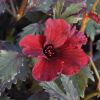 Hibiscus acetosella 'Red Shield'