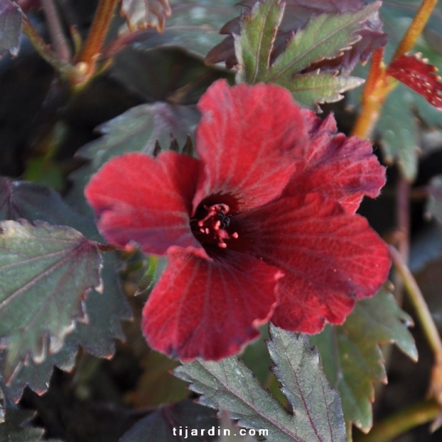 Hibiscus acetosella 'Red Shield' Hibiscus acetosella 'Red Shield'