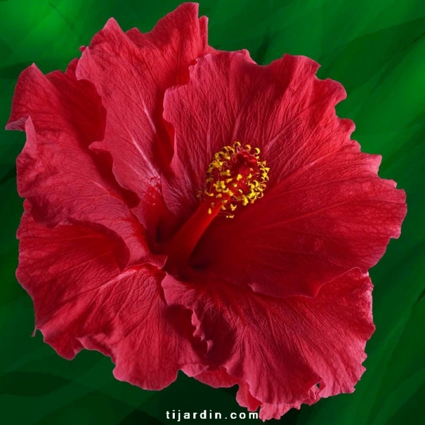 Hibiscus rosa sinensis 'Moana' Hibiscus rosa sinensis 'Moana'