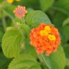 Lantana camara 'Ambré'