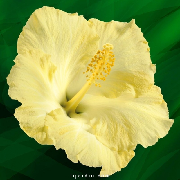 Hibiscus rosa sinensis 'Vitua' Hibiscus rosa sinensis 'Vitua'