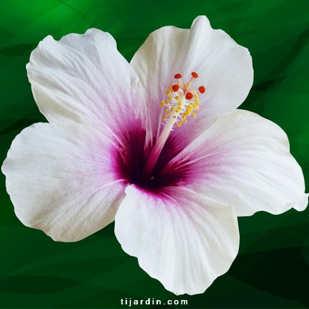 Hibiscus rosa sinensis 'Whiteye' Hibiscus rosa sinensis 'Whiteye'