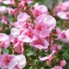 Diascia barberae