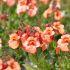 Diascia barberae