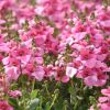 Diascia barberae