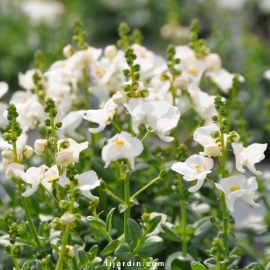 Diascia barberae