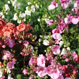 Diascia barberae