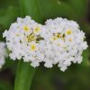 Lantana camara 'Avalanche'