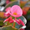 Begonia x 'Big' feuillage bronze