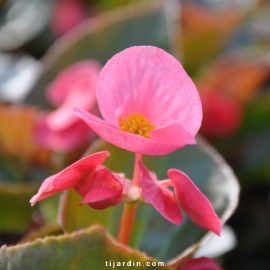 Begonia x 'Big' feuillage bronze