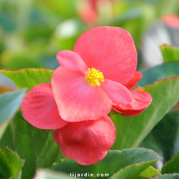 Begonia x 'Big' feuillage vert