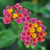 Lantana camara 'Brasier'