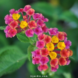 Lantana camara 'Brasier'