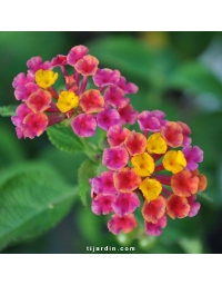 Lantana camara 'Brasier'