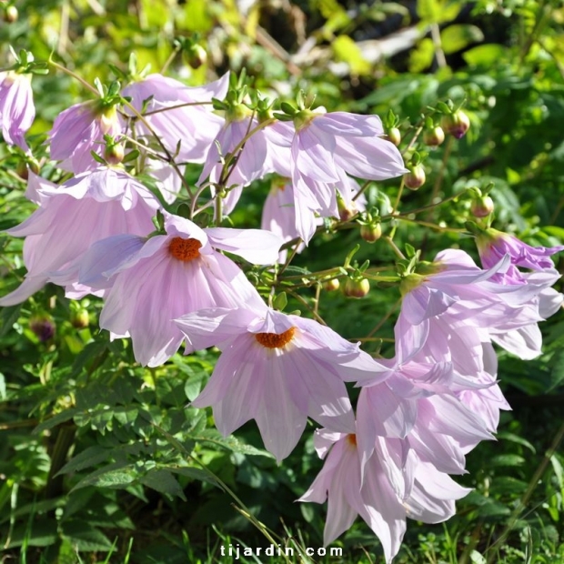 Dahlia imperialis Dahlia imperialis