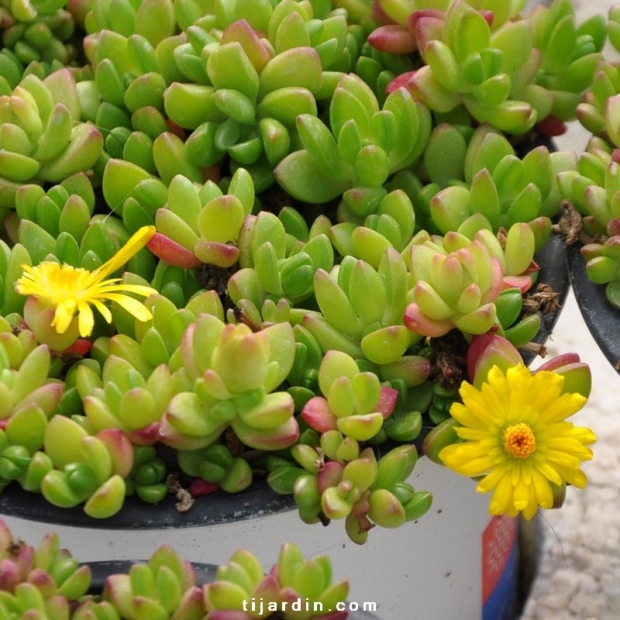 Delosperma lineare Delosperma lineare