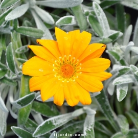 Gazania semi-vivace feuillage argenté