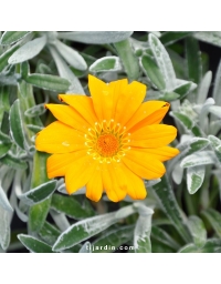 Gazania semi-vivace feuillage argenté