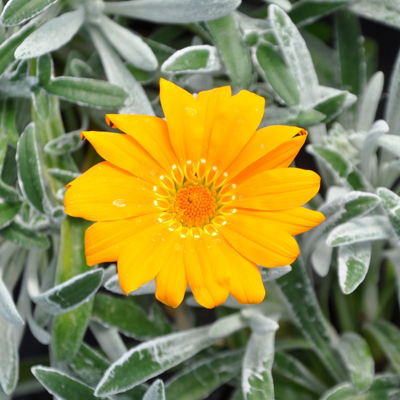 Gazania Rigens feuillage argenté : fleurs jaune-orangé - Tijardin