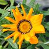 Gazania semi-vivace feuillage vert