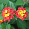 Lantana camara 'Cerise du Cannebeth'