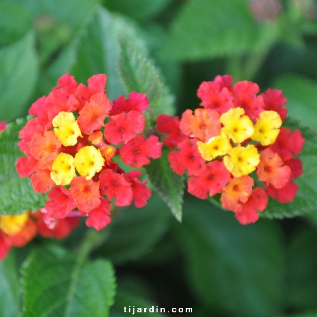 Lantana camara 'Cerise du Cannebeth'