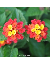 Lantana camara 'Cerise du Cannebeth'