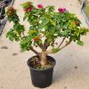 Bougainvillea 'Mini Thaï' Bonzai