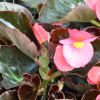 Begonia x 'Big' feuillage bronze