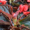 Begonia x 'Big' feuillage bronze