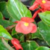 Begonia x 'Big' feuillage vert