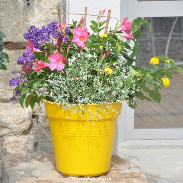 Box Tijardin multicolore Box Tijardin multicolore