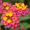 Lantana camara 'Cochenille'