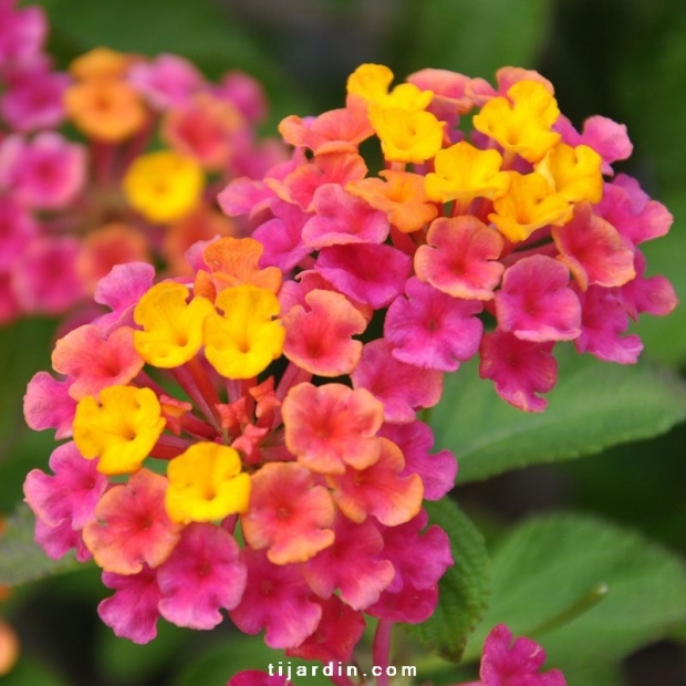 Lantana camara 'Cochenille'