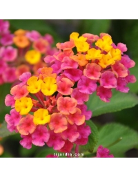 Lantana camara 'Cochenille'