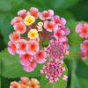 Lantana camara 'Confetti'