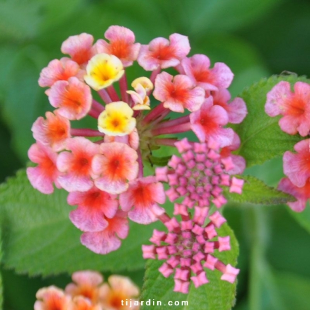 Lantana camara 'Confetti'