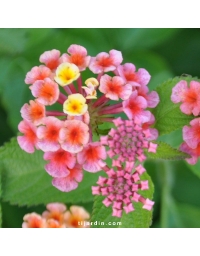 Lantana camara 'Confetti'