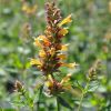 Agastache aurantiaca Kudos jaune fleur